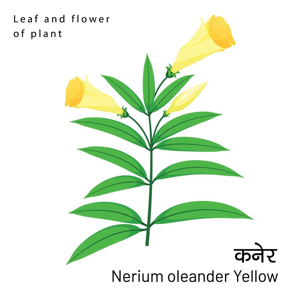 elemento botánico nerium oleander flor amarilla con hojas y detalle de hojas en espiral vector