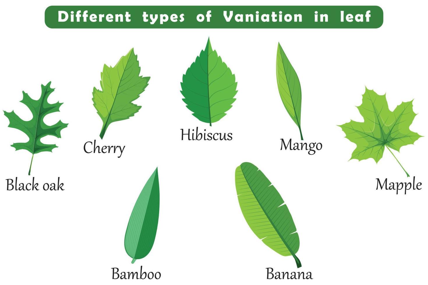 diferentes tipos de variación en el elemento botánico de la hoja. vector