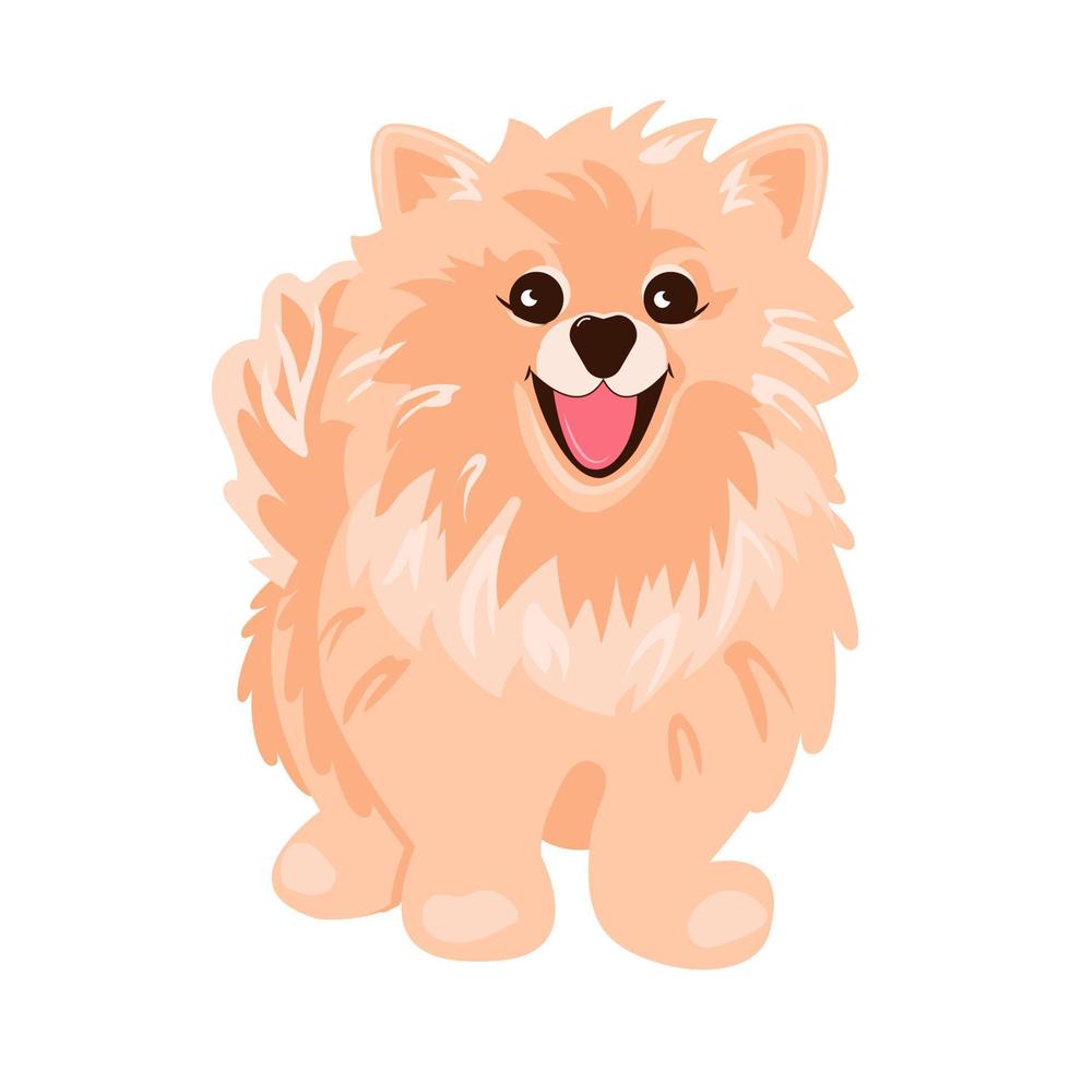 Pomeranian Spitz cream on white background. Cute Poms puppies. Small German spitz. Little dogs. Vector illustration