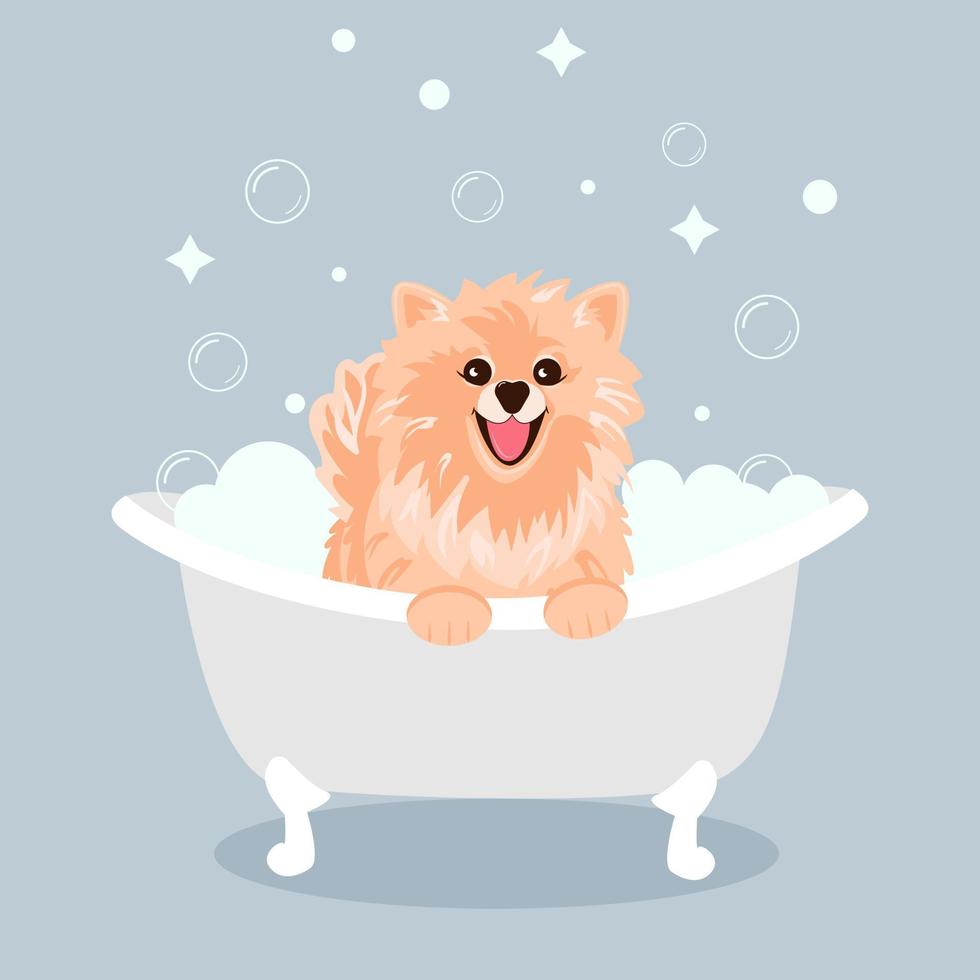 un lindo perro spitz crema sentado y sonriendo con la lengua sobresaliendo en una tina de burbujas. concepto de salón de belleza vector