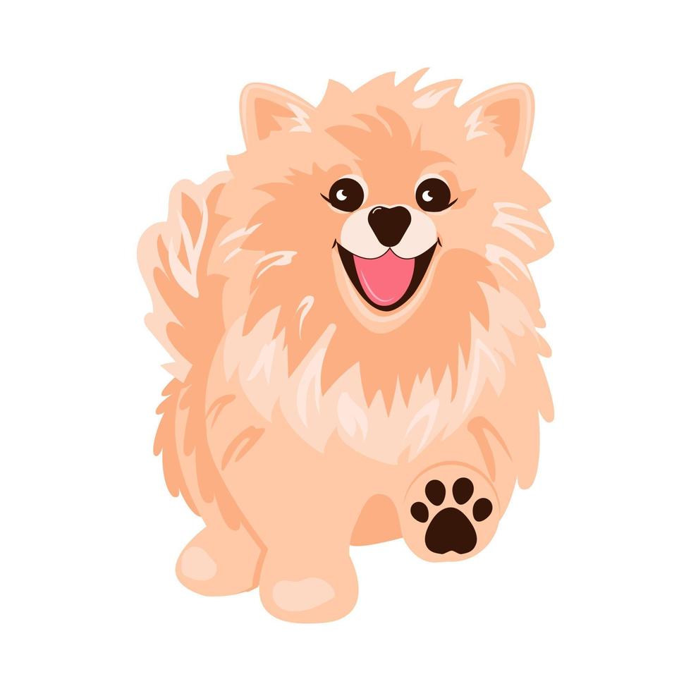 Walking dog. Cute pomeranian spitz. Vector illustration