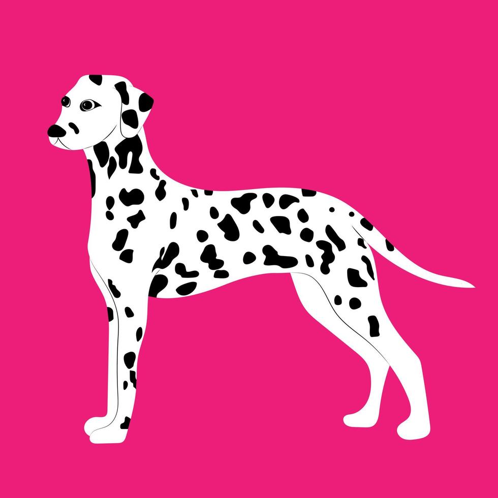 Black white dalmatin dog illustration. Vector drawing of a pet.