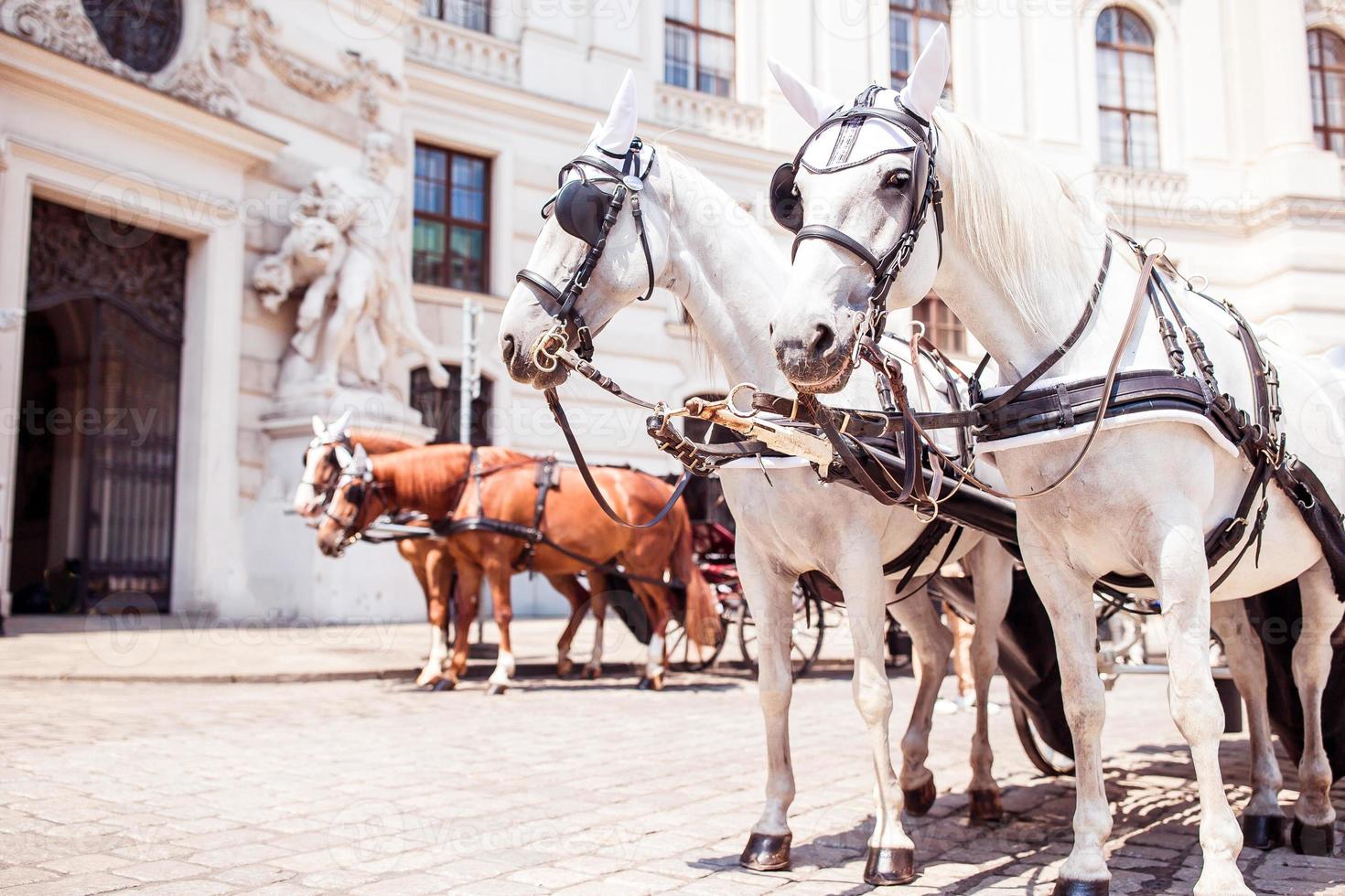 Traditional horse coach Fiaker in Vienna Austria photo