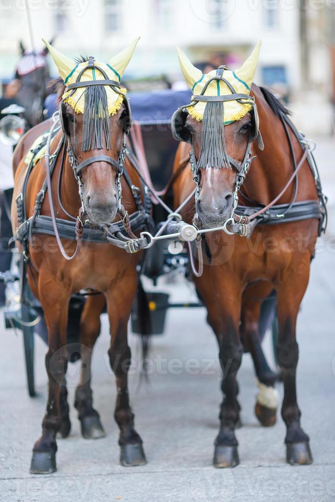 entrenador de caballos tradicional fiaker en Viena, Austria foto