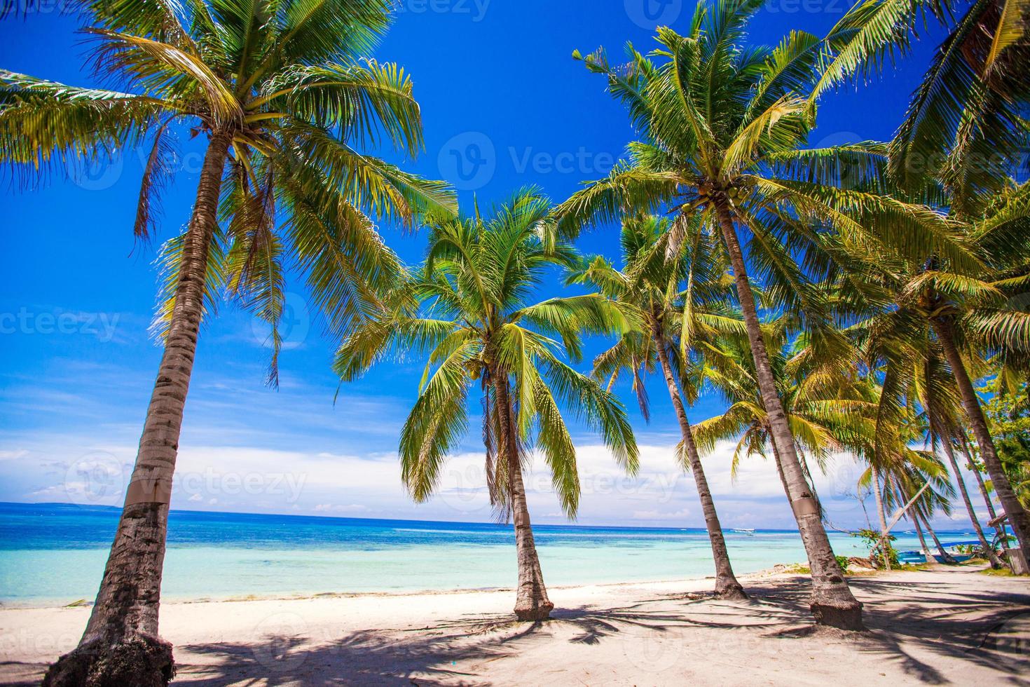 Tropical beach with beautiful palms and white sand, Philippines photo