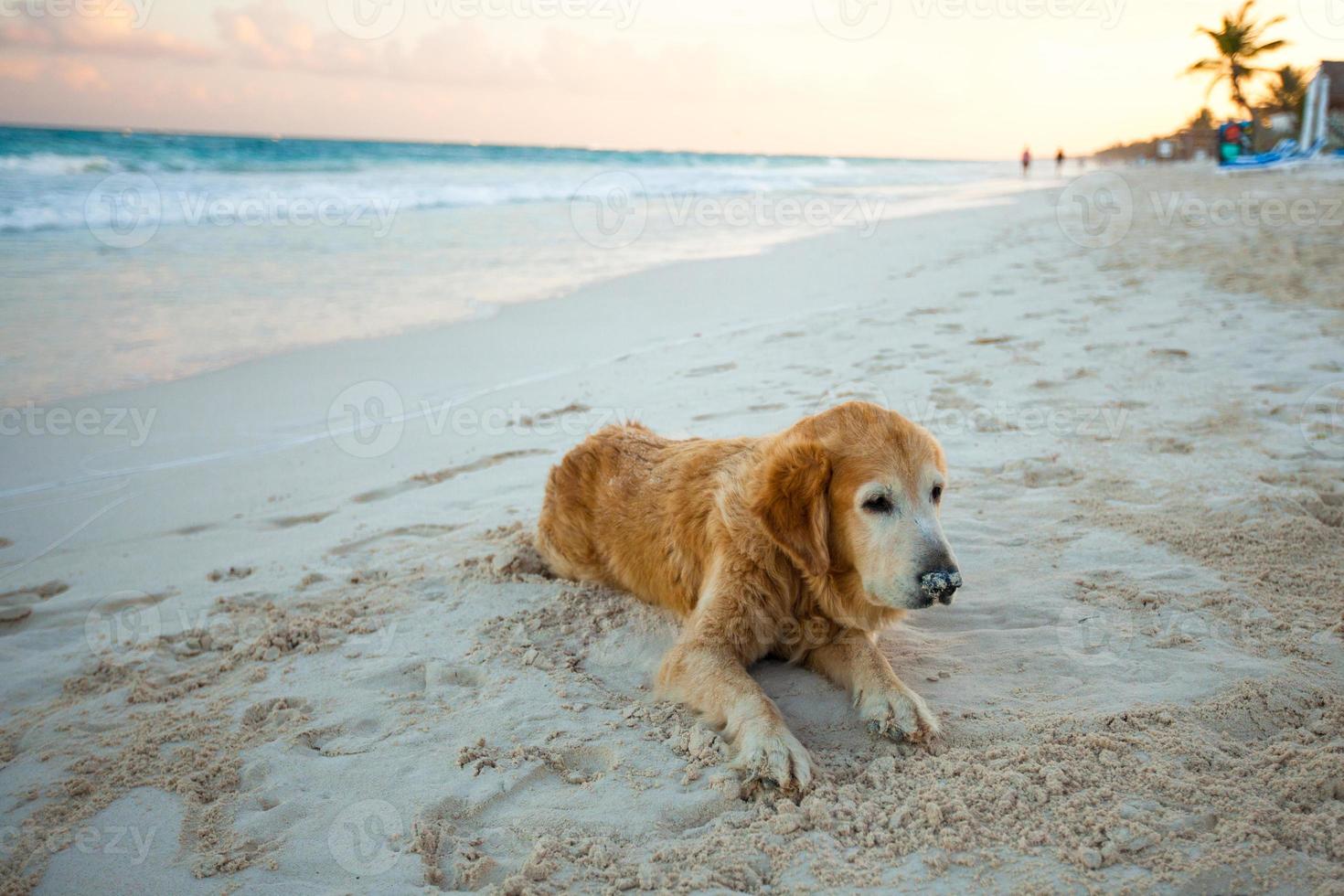 hermoso perro en la playa foto