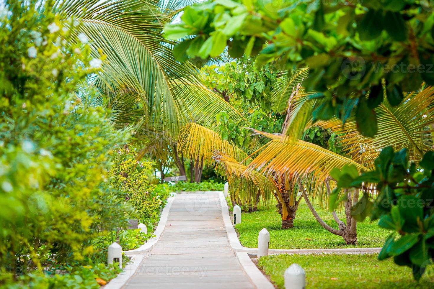 palmeras en la playa de arena blanca en el hotel foto