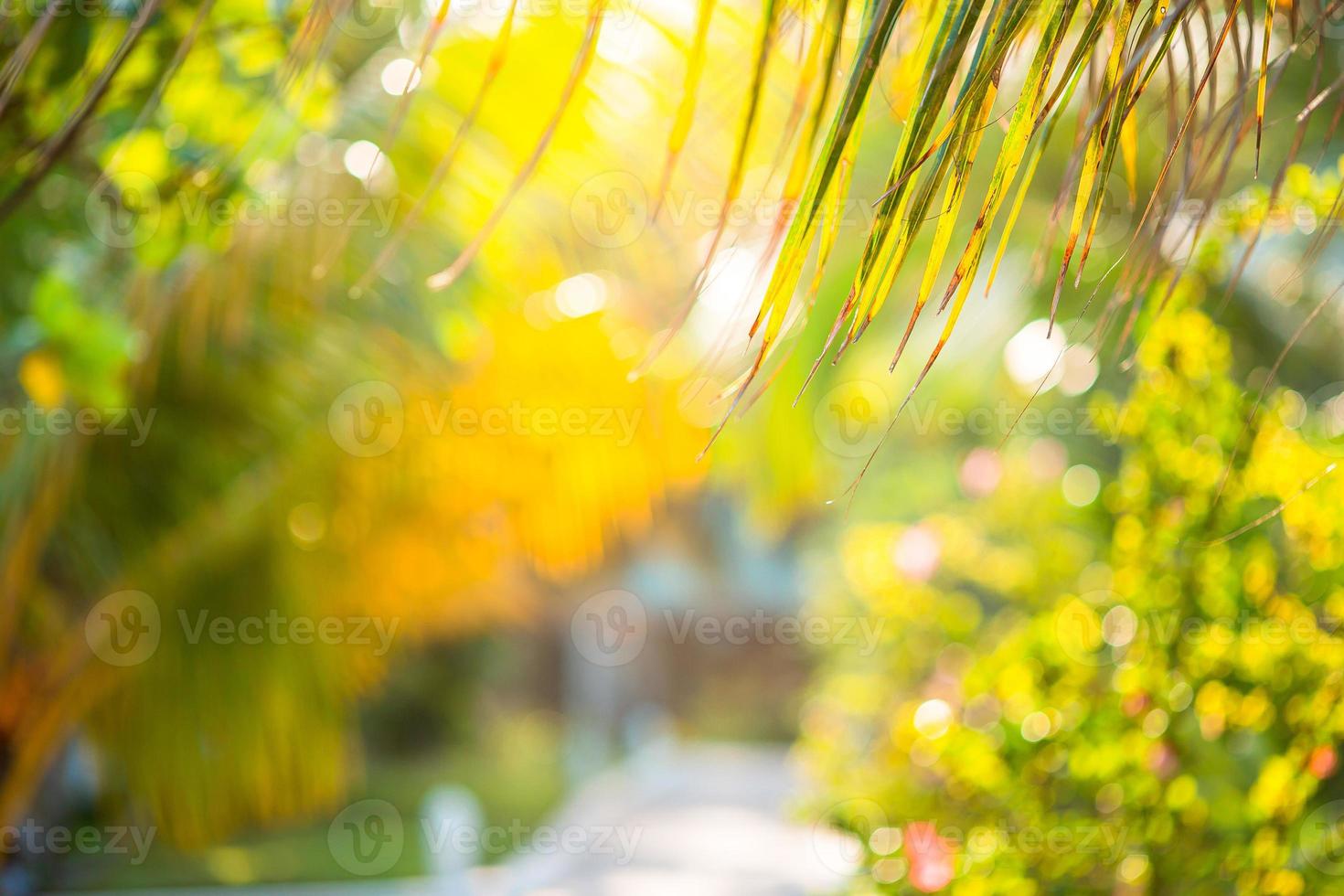 Palm trees on white sand beach. Playa Sirena. Cayo Largo. Cuba. photo