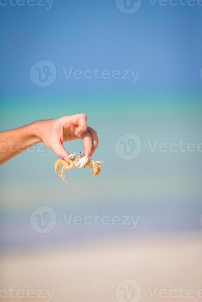 Closeup live crab at white beach photo