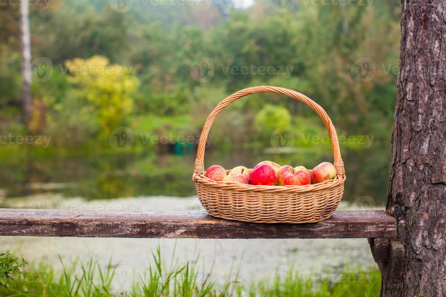 Big straw basket with red and yellow apples on a bench near the lake photo