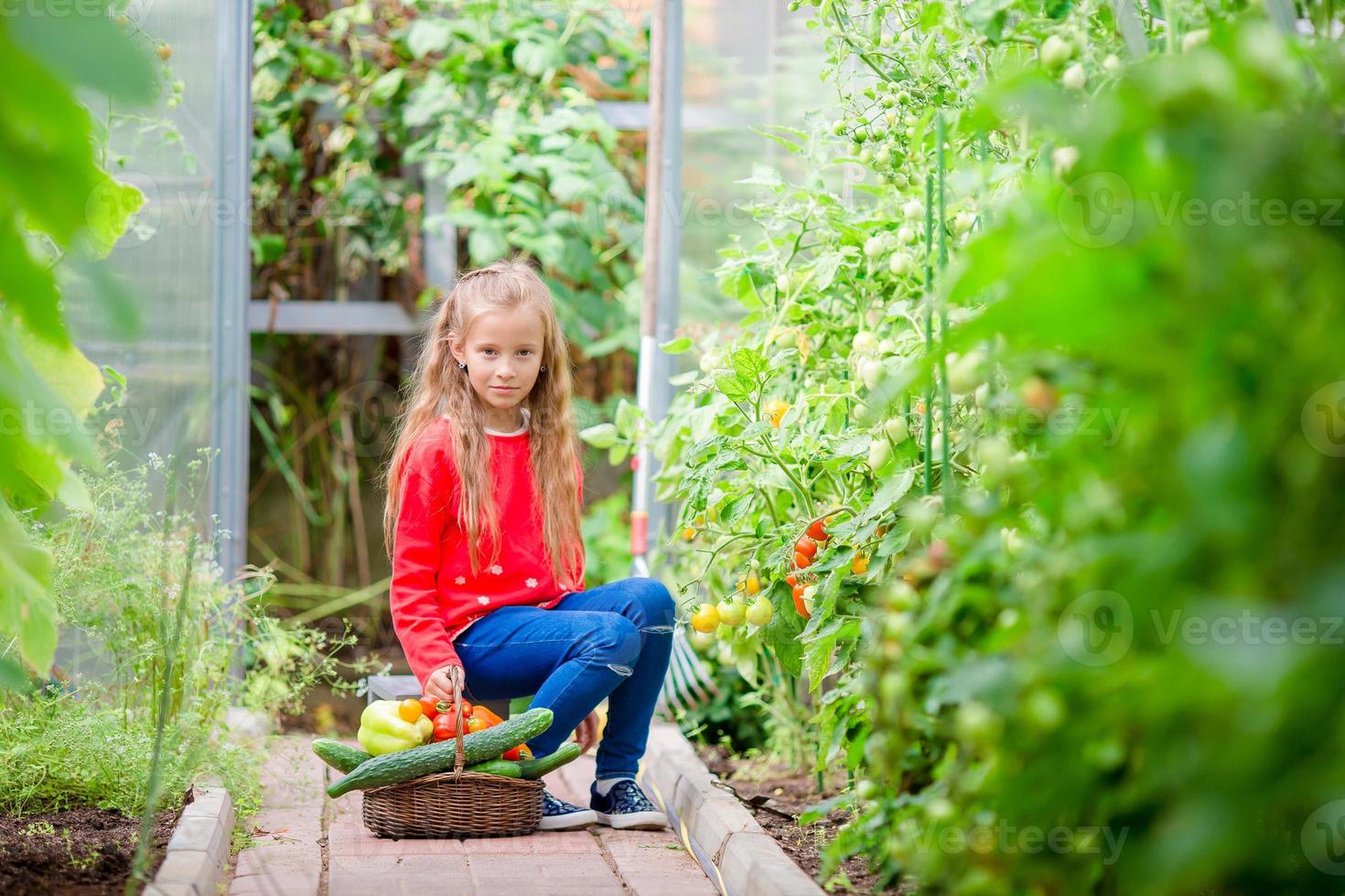 Adorable little girl harvesting cucumbers and tomatoes in greenhouse. Portrait of kid with red tomato in hands. photo