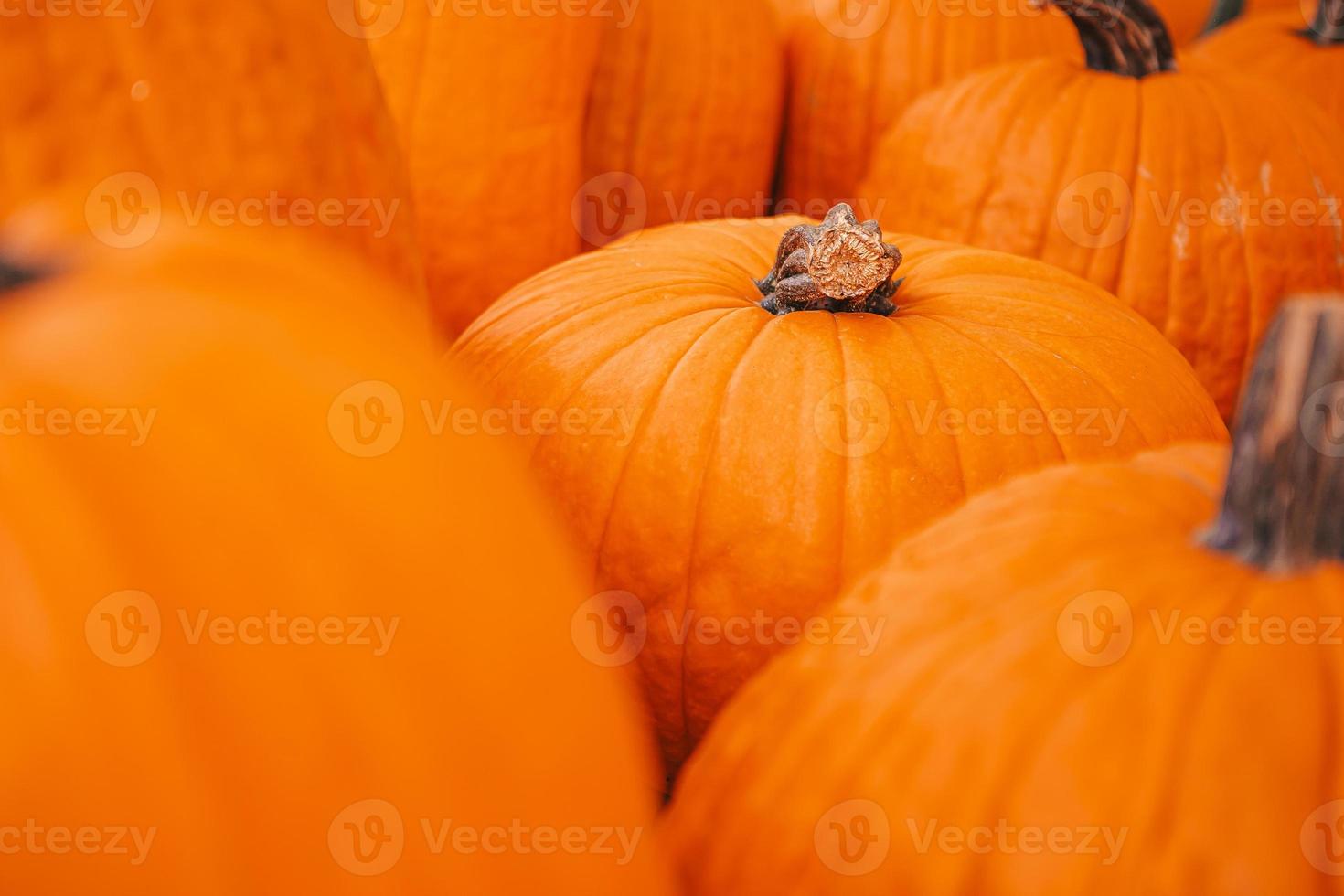 Large orange pumpkin at farmers market at pumpkin patch photo