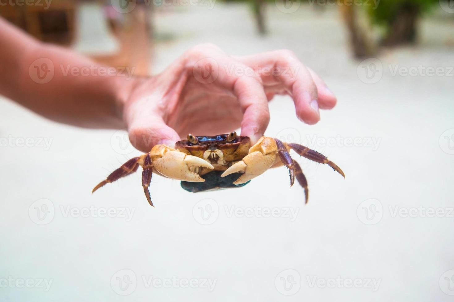 Male hand holding large live crab at white beach photo