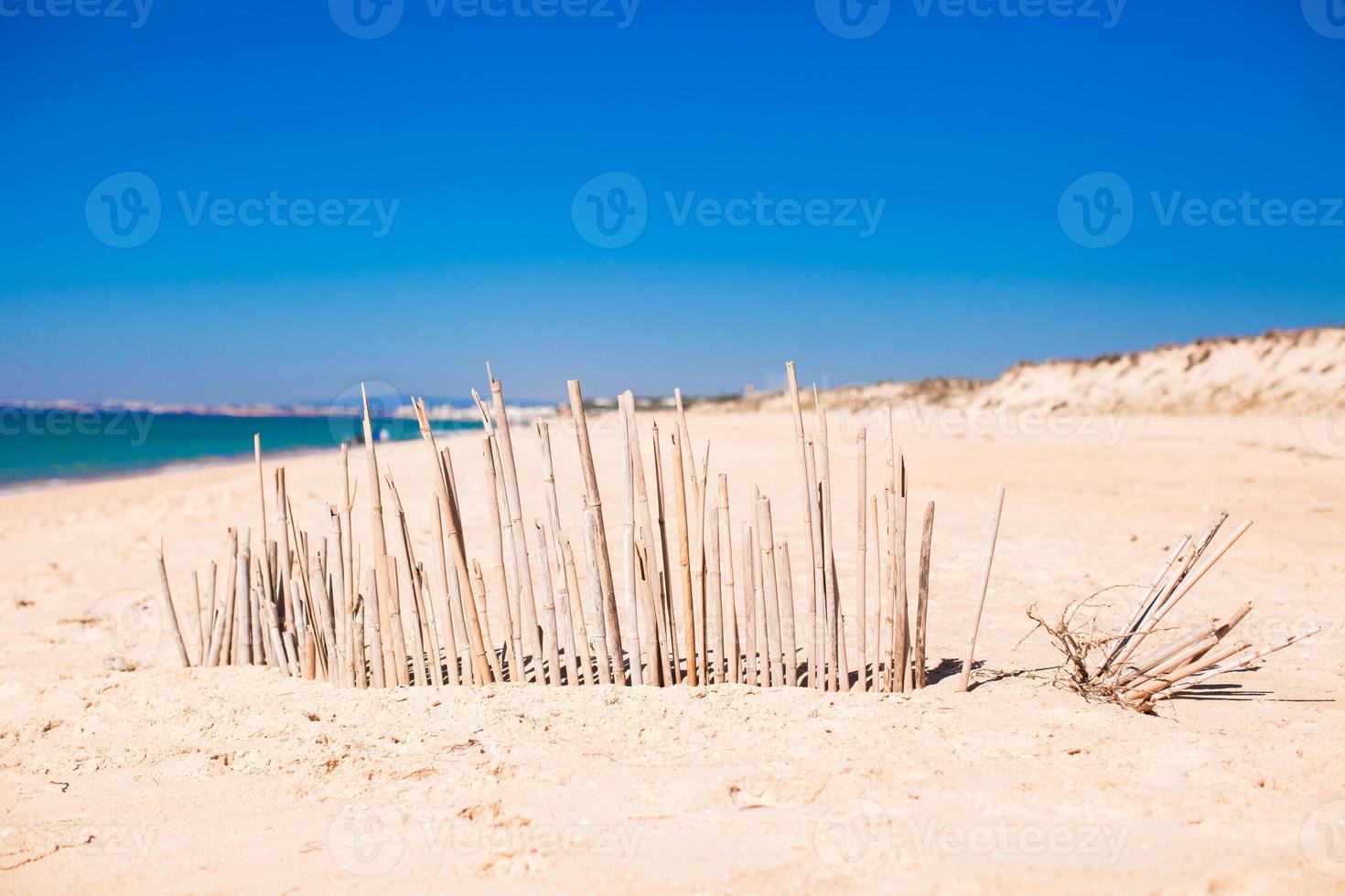 Dry fence of reeds on a deserted coast in Faro, Portugal photo