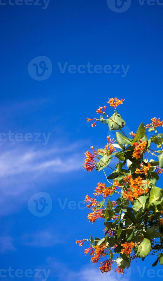 flores y naturaleza en la mañana aún brillante esta flor es lonicera  caprifoliumel cielo está despejado 18062234 Foto de stock en Vecteezy