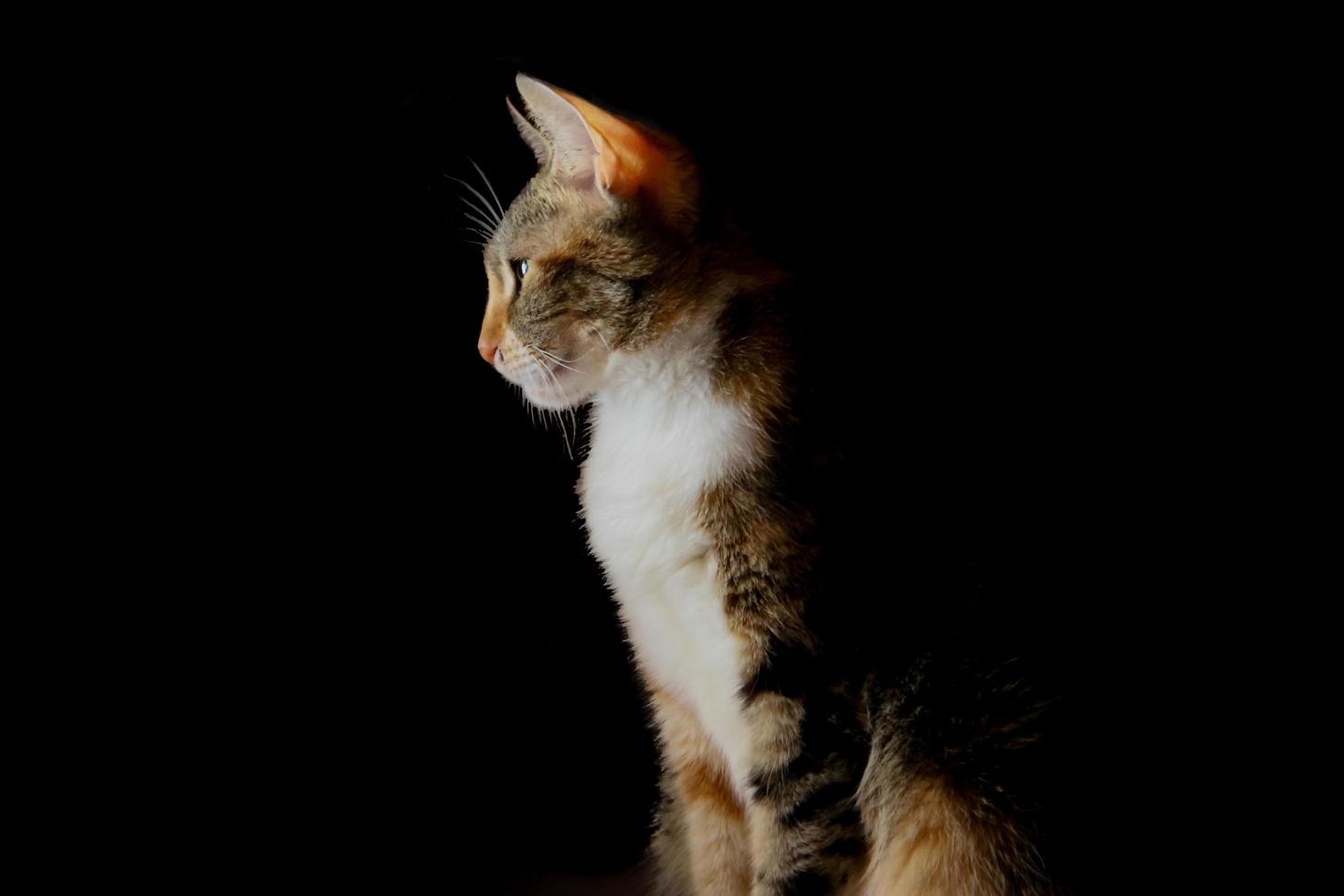 hermoso retrato de gatito durmiendo y jugando sobre fondo negro foto