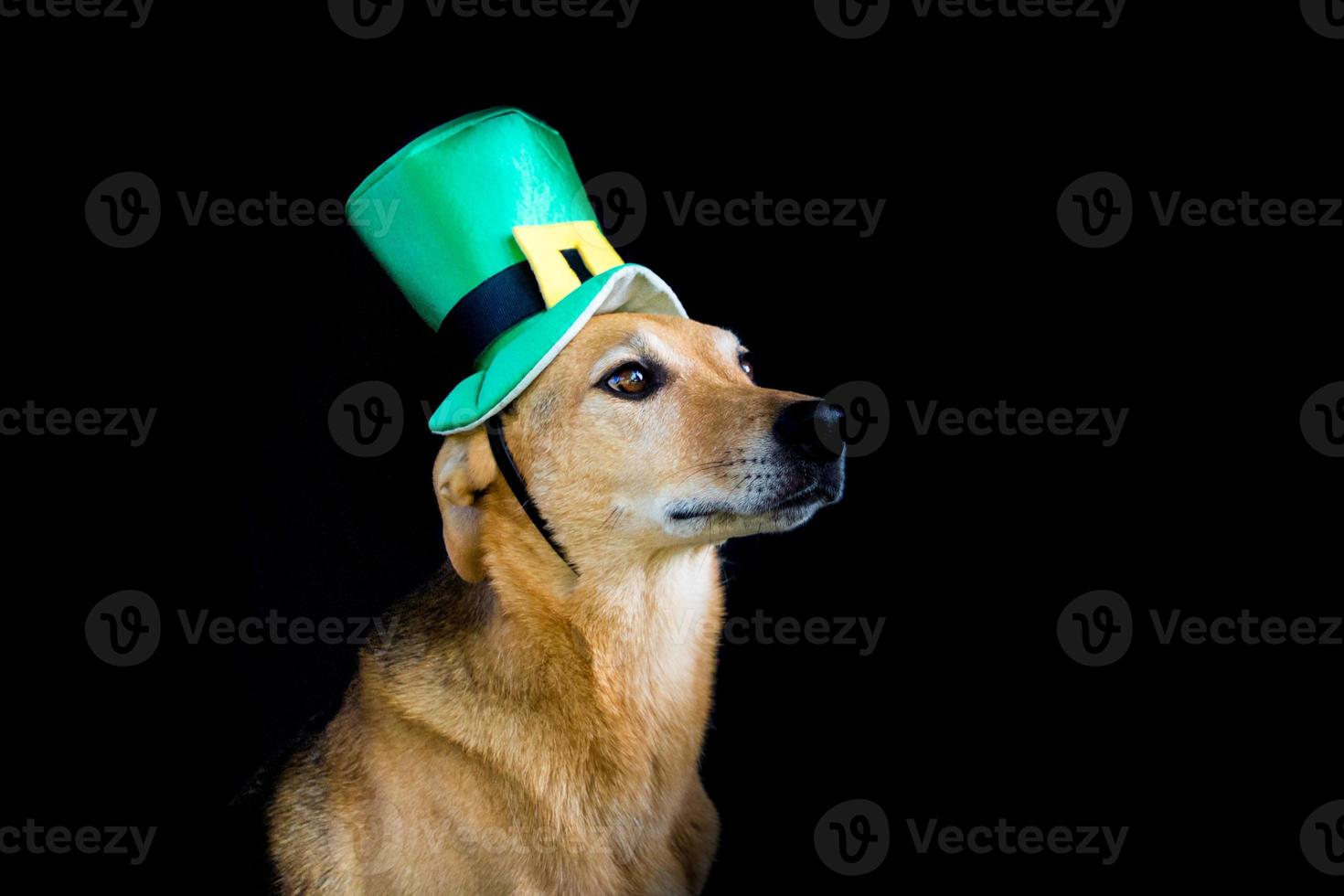 portrait of a mongrel dog with st patricks day hat photo