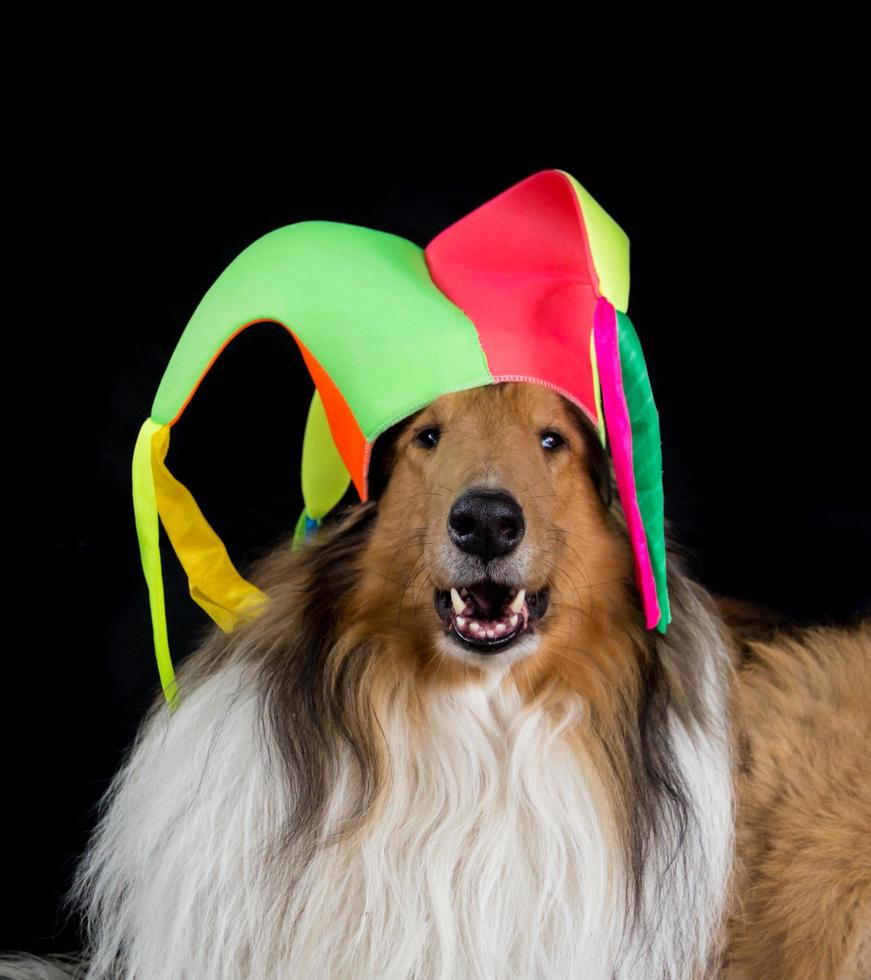 portrait of a long-haired collie with a harlequin hat photo