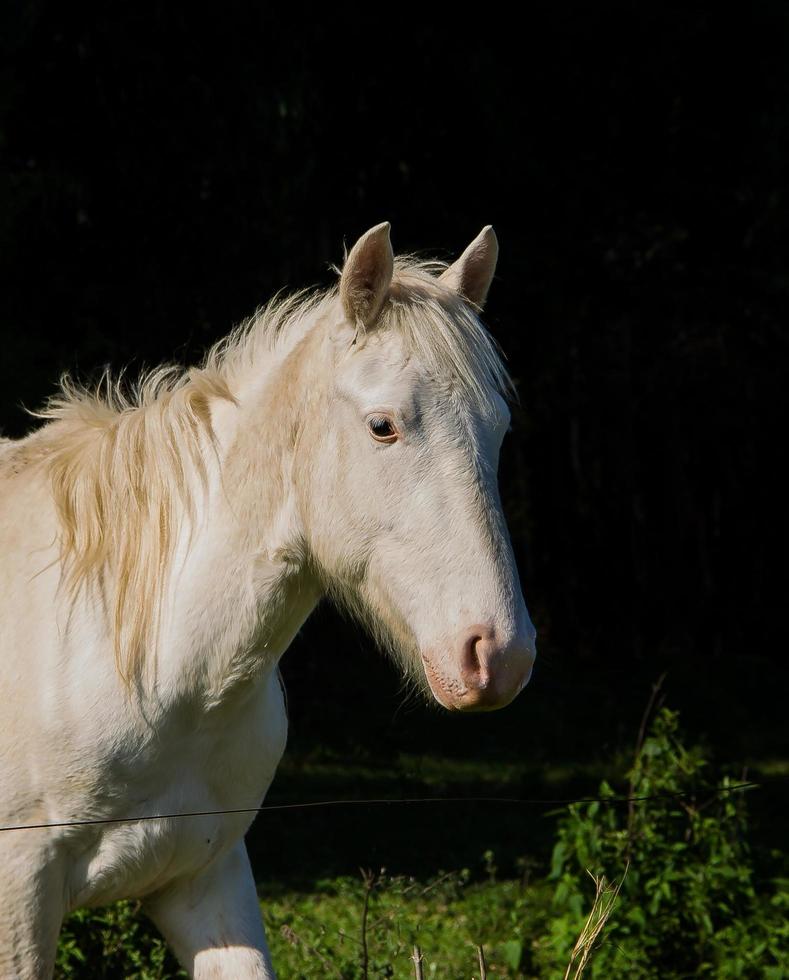 white horse portrait on black contrast background photo