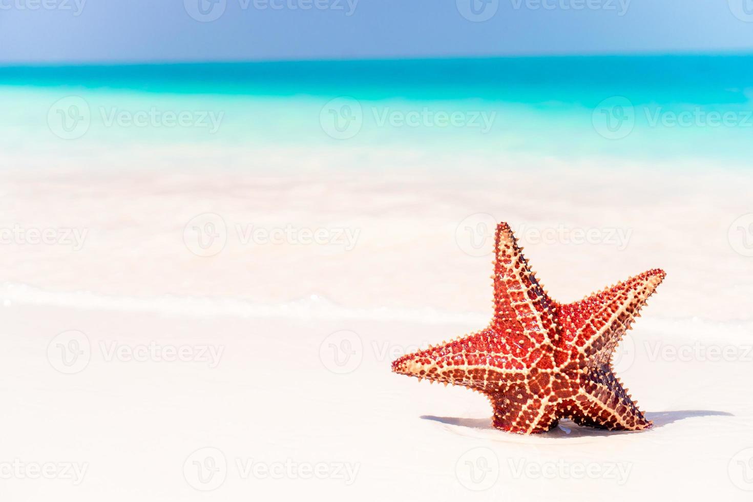 Tropical white sand with red starfish in clear water photo