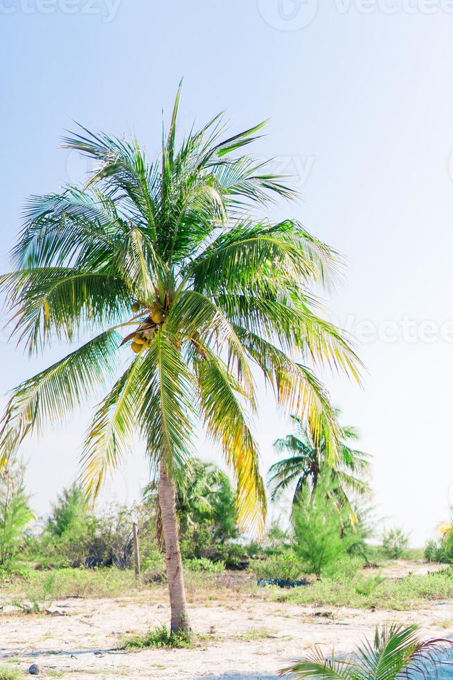 Palm trees on white sand beach. Playa Sirena. Cayo Largo. Cuba. photo