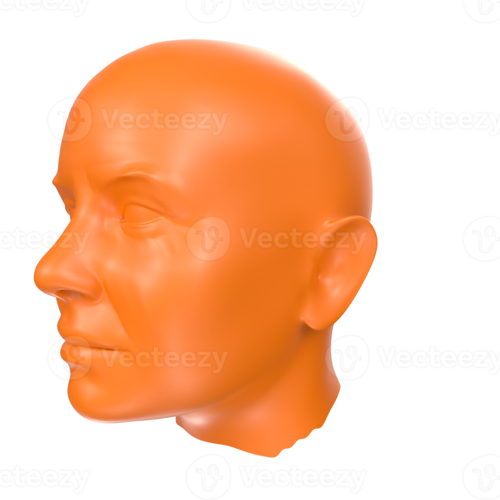 representación 3d del busto humano png