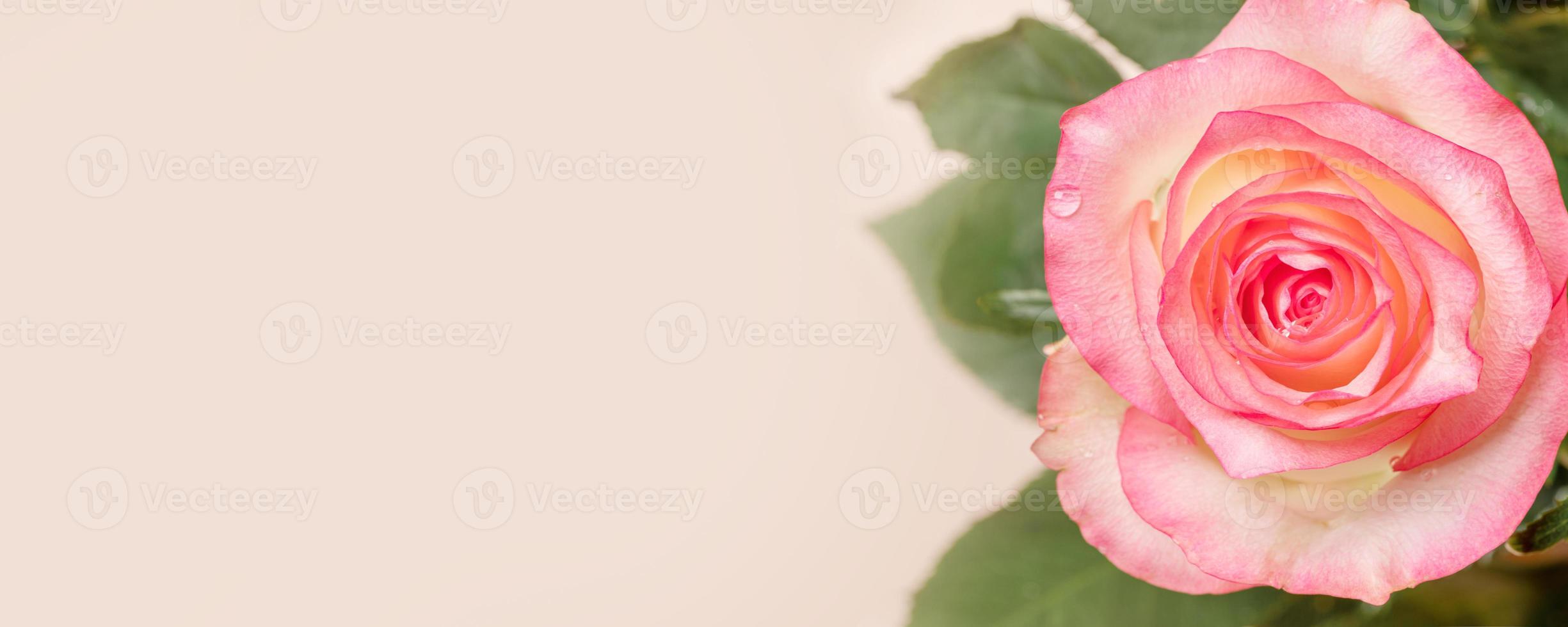 Peach color rose flower close up on light beige. Banner. Copy space. Soft focus. photo