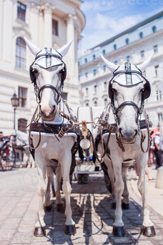 entrenador de caballos tradicional fiaker en Viena, Austria foto