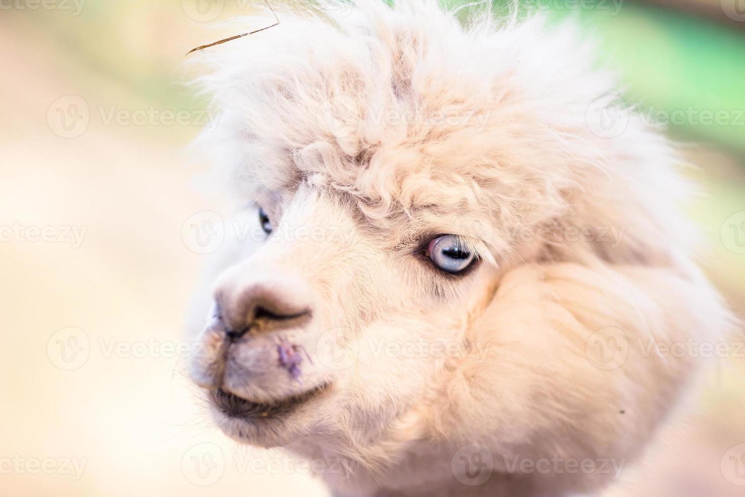 Portrait of a sweet white llama - alpaca photo