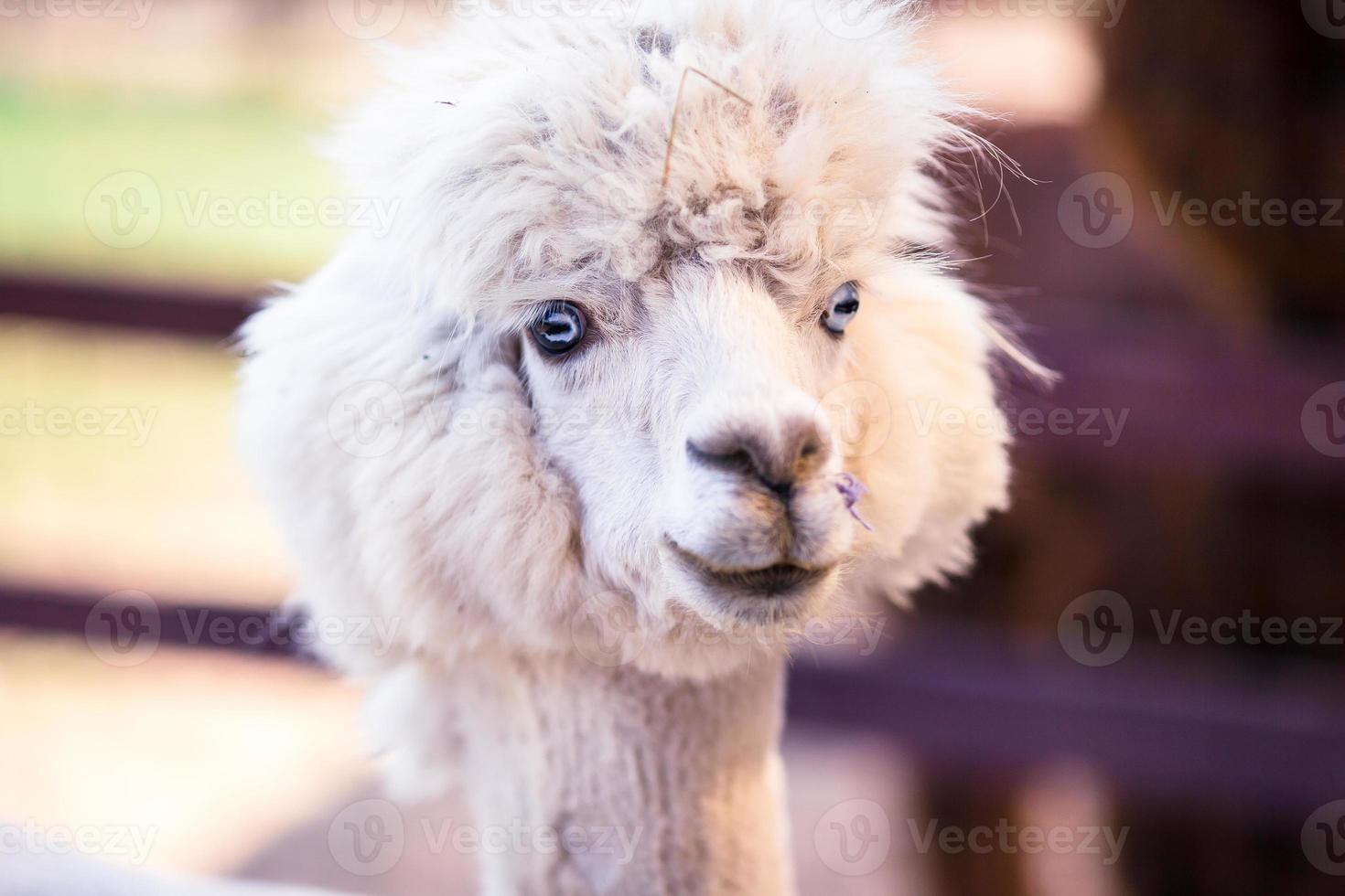 Portrait of a sweet white llama - alpaca photo