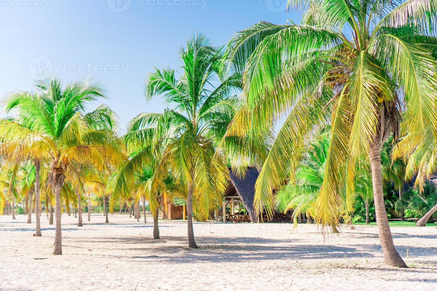 Palm trees on white sand beach. Playa Sirena. Cayo Largo. Cuba. photo