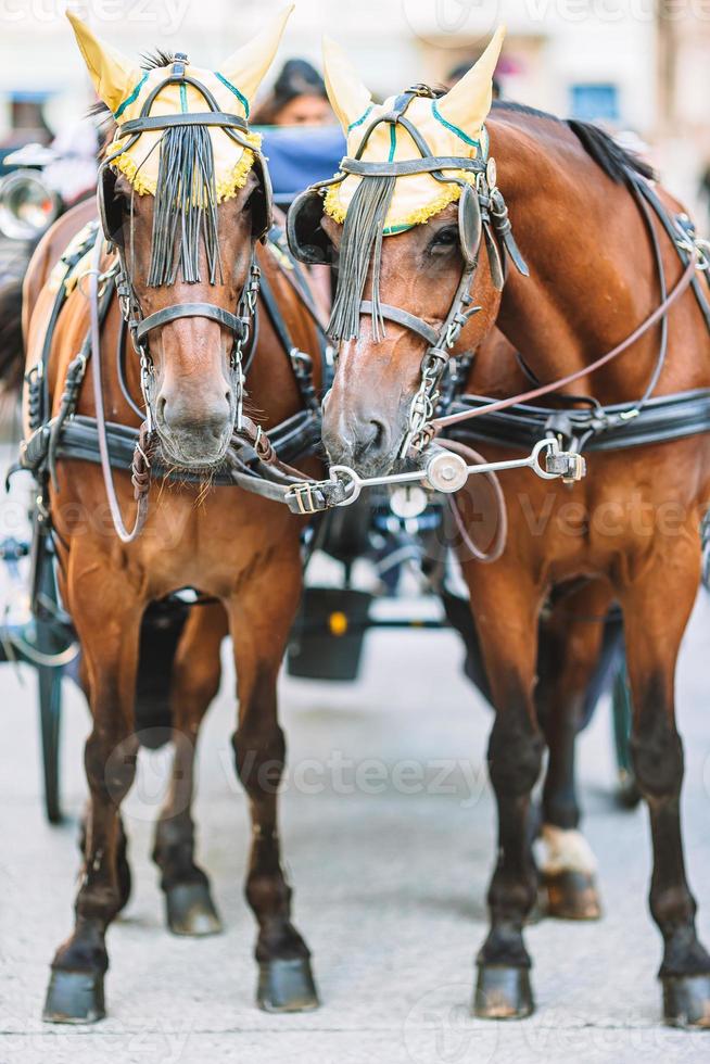 Traditional horse coach Fiaker in Vienna Austria photo