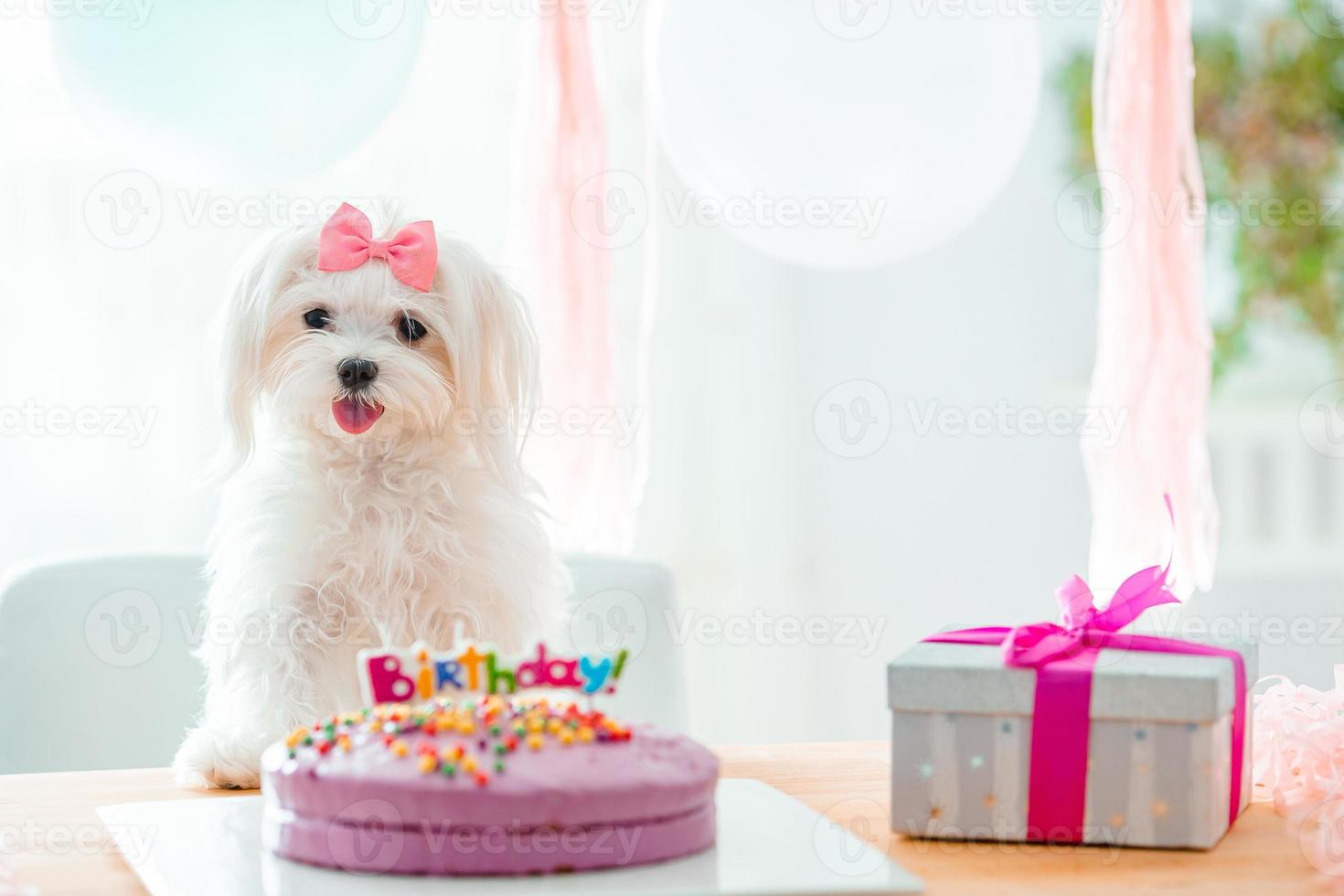 lindo perro con arco y pastel de cumpleaños foto