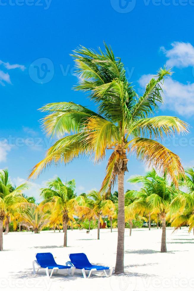 Palm trees on white sand beach with two loungers photo
