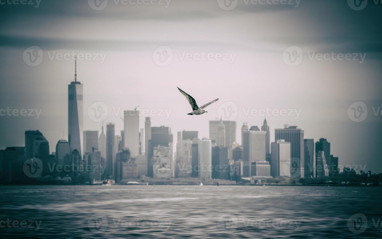 Seagull flying against Manhattan photo