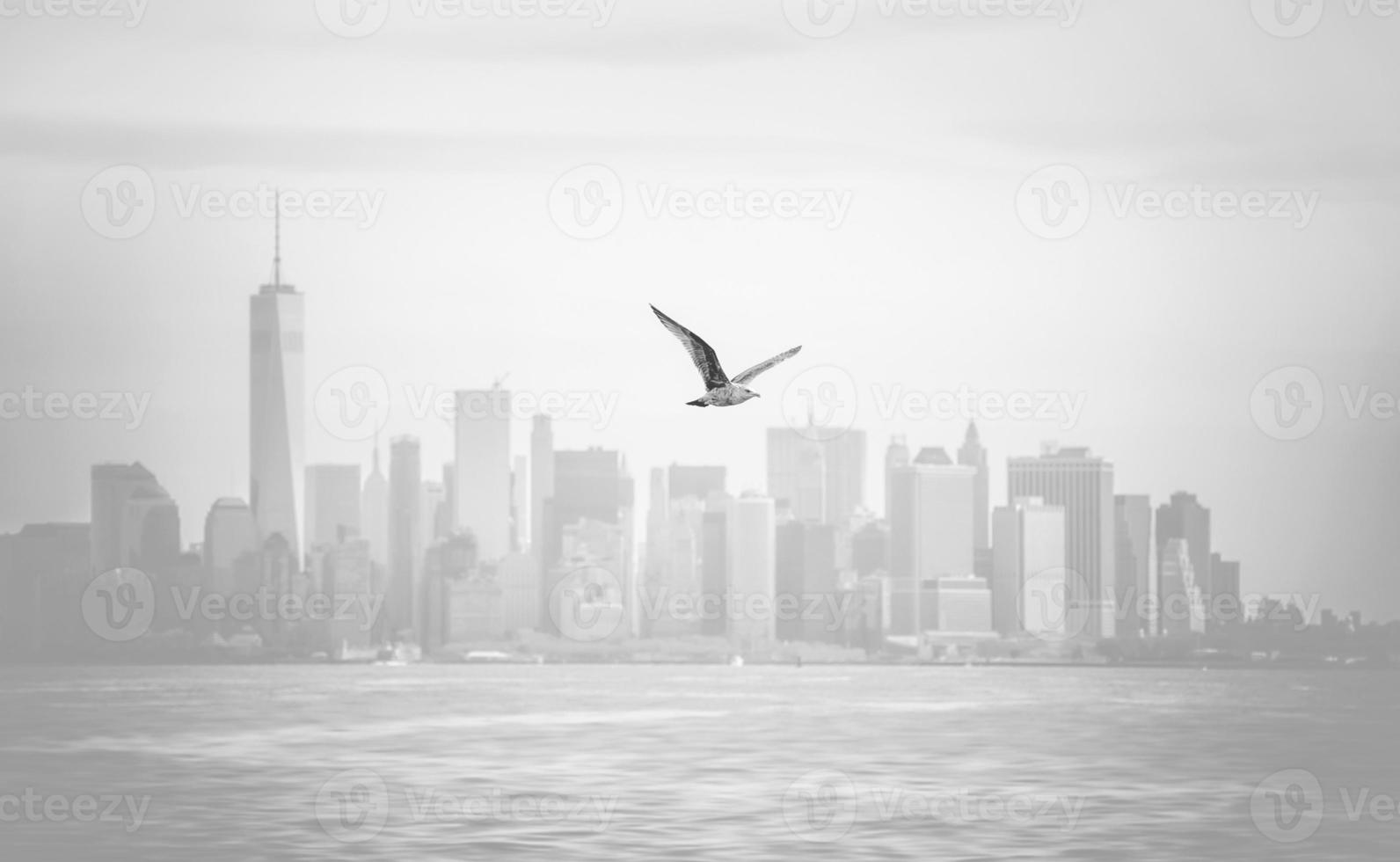 Seagull flying against Manhattan photo