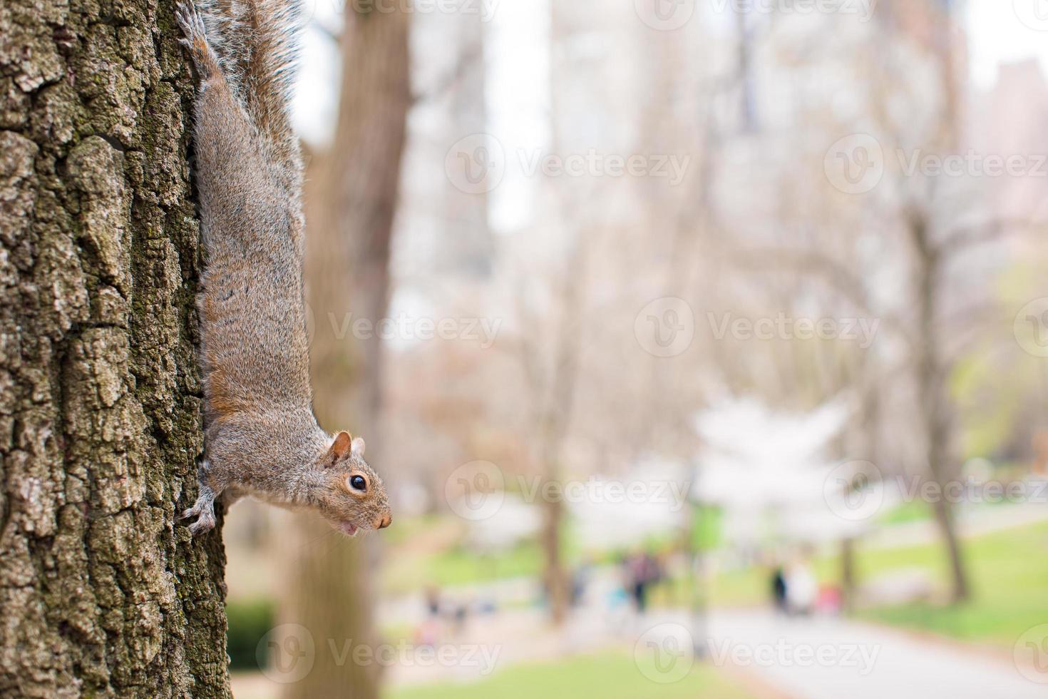 ardilla en el árbol en central park, nueva york foto