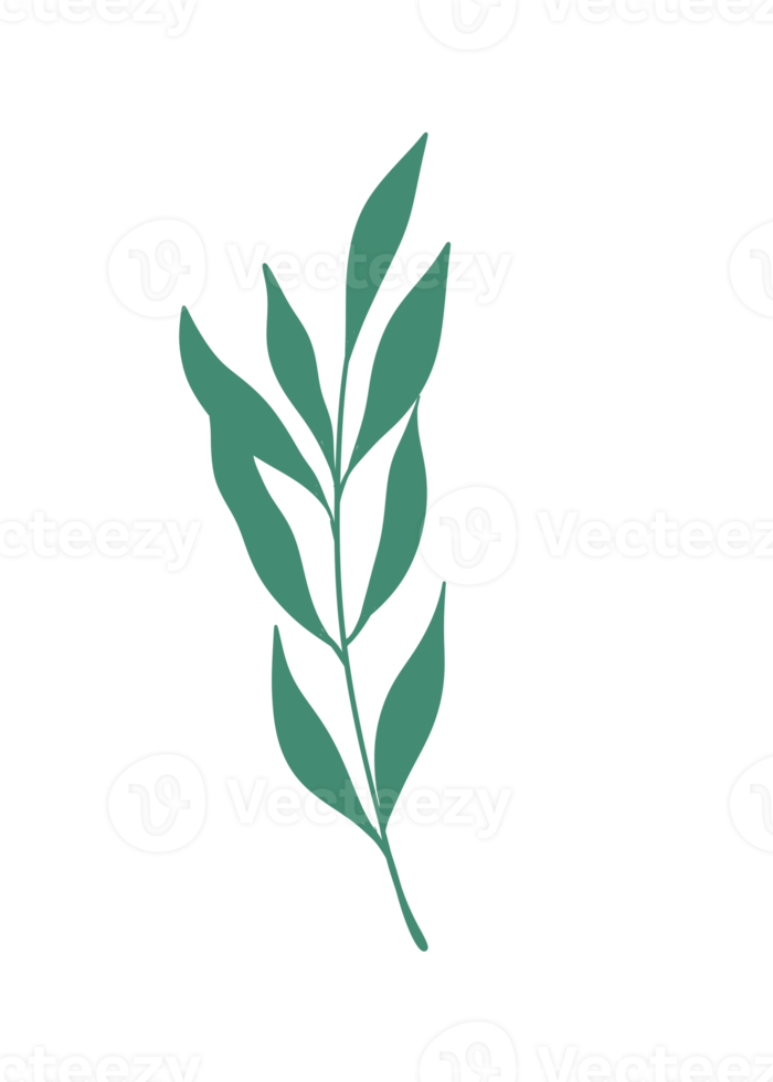 Leaf Line Art png