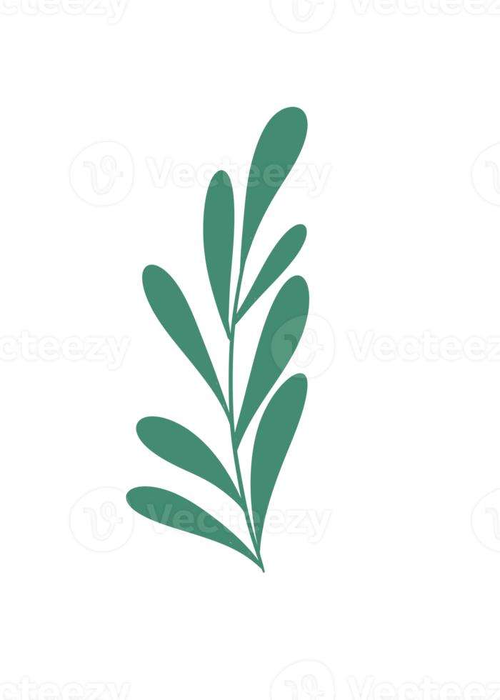 Leaf Line Art png
