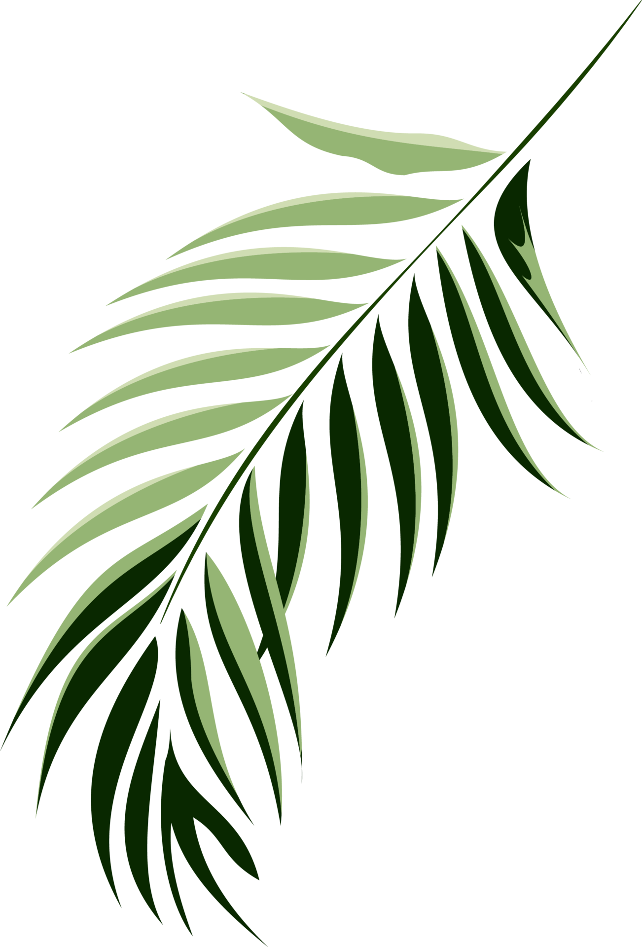 A green branch with thin green leaves that look like a feather 18129035 PNG