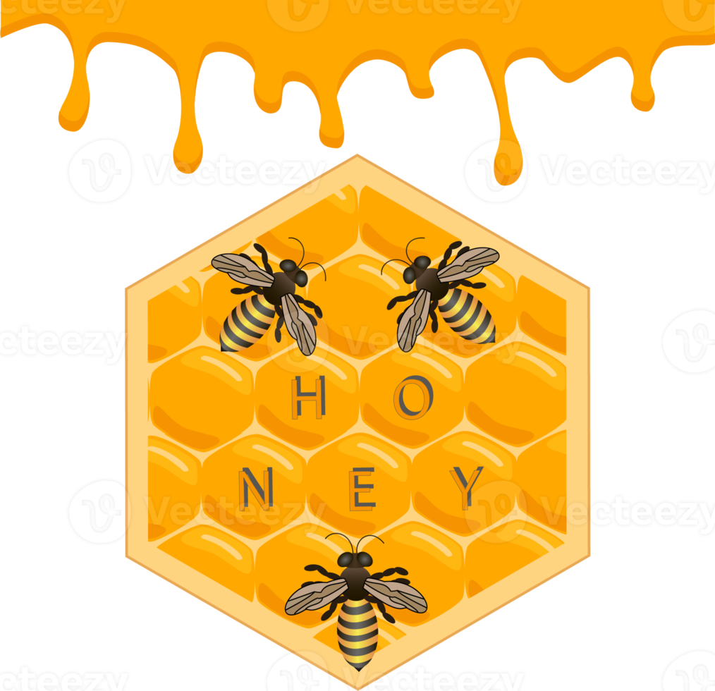 divers zoet smakelijk natuurlijk honing van honingraat png