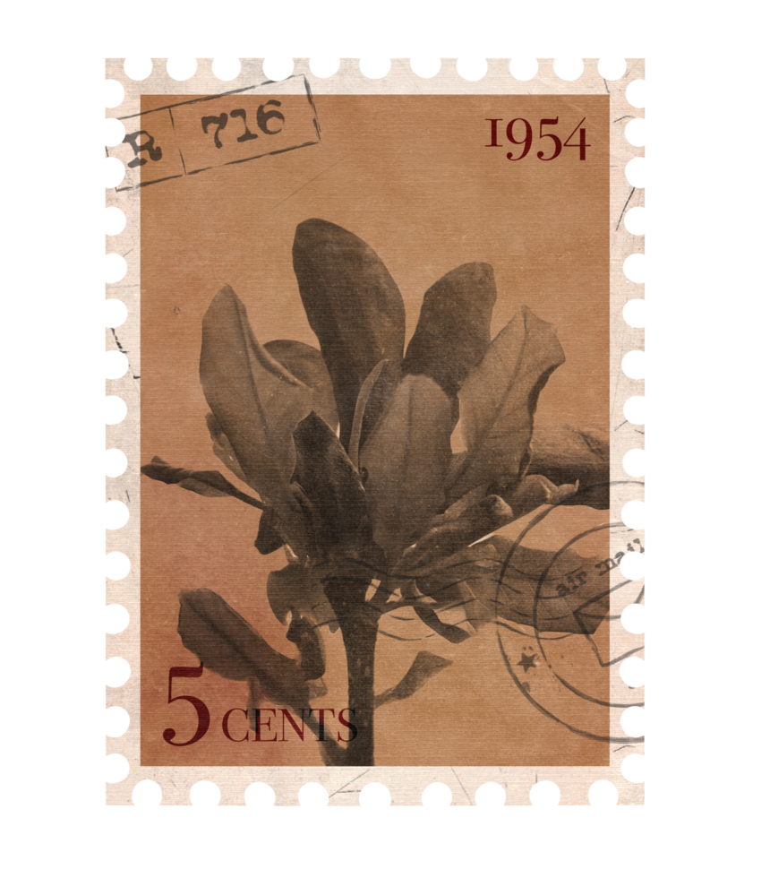 Floral vintage Postage Stamp. Retro Printable post stamp with flowers. Aesthetic cutout Scrapbooking elements for wedding invitations, notebooks, journals, greeting cards, wrapping paper png