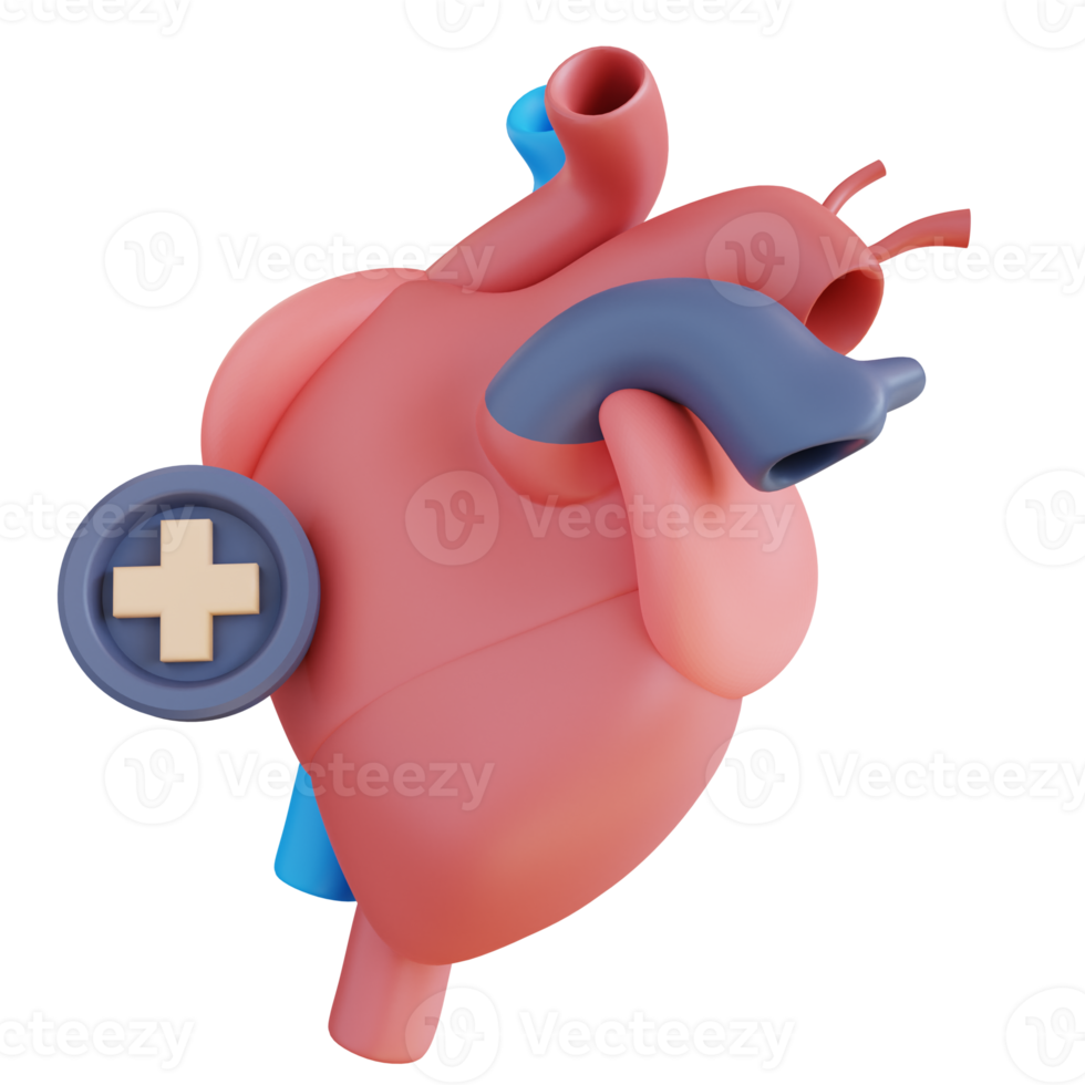 3d illustration of a healthy heart png