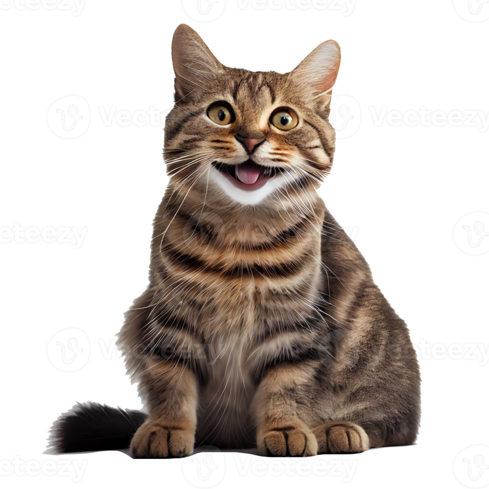 happy cat transparent background png