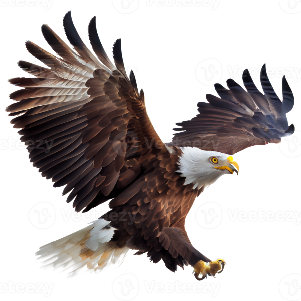 american bald eagle with clipping  path png