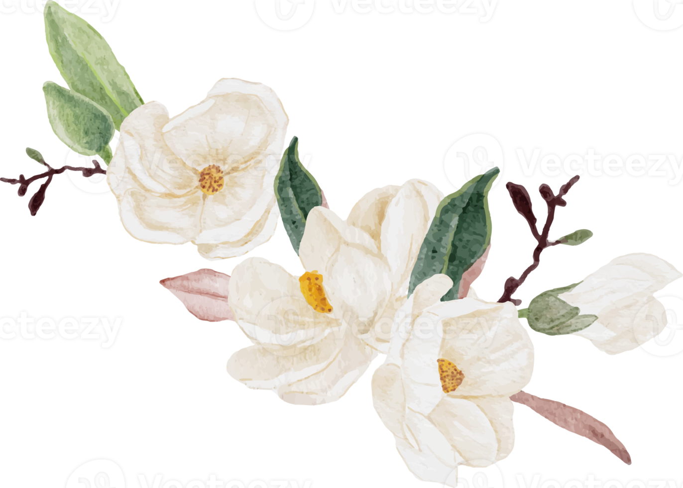 ramo de flores y hojas de magnolia blanca acuarela clipart png