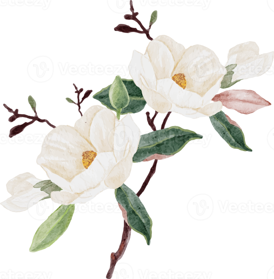 watercolor white magnolia flower and leaf bouquet clipart png