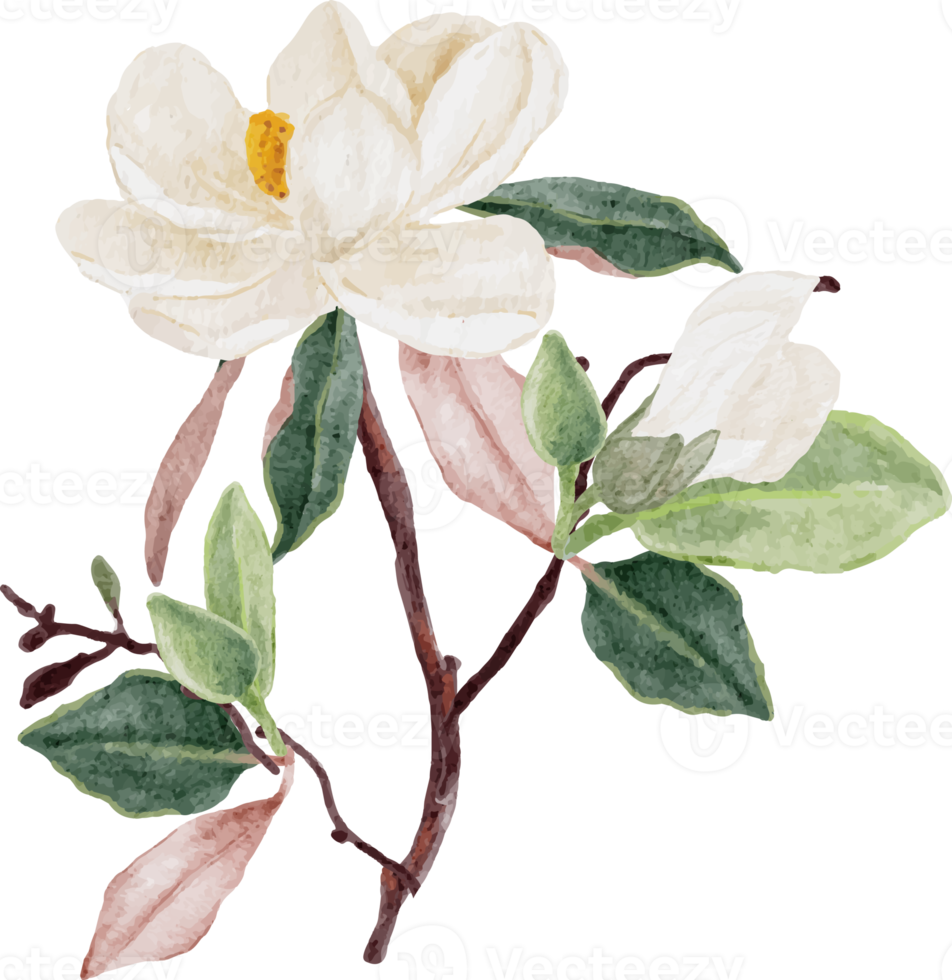 watercolor white magnolia flower and leaf bouquet clipart png