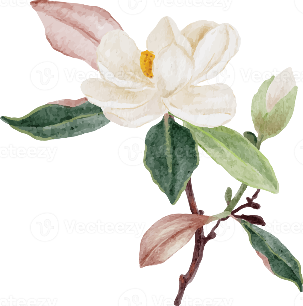 flor de magnólia branca aquarela e buquê de folhas clipart png