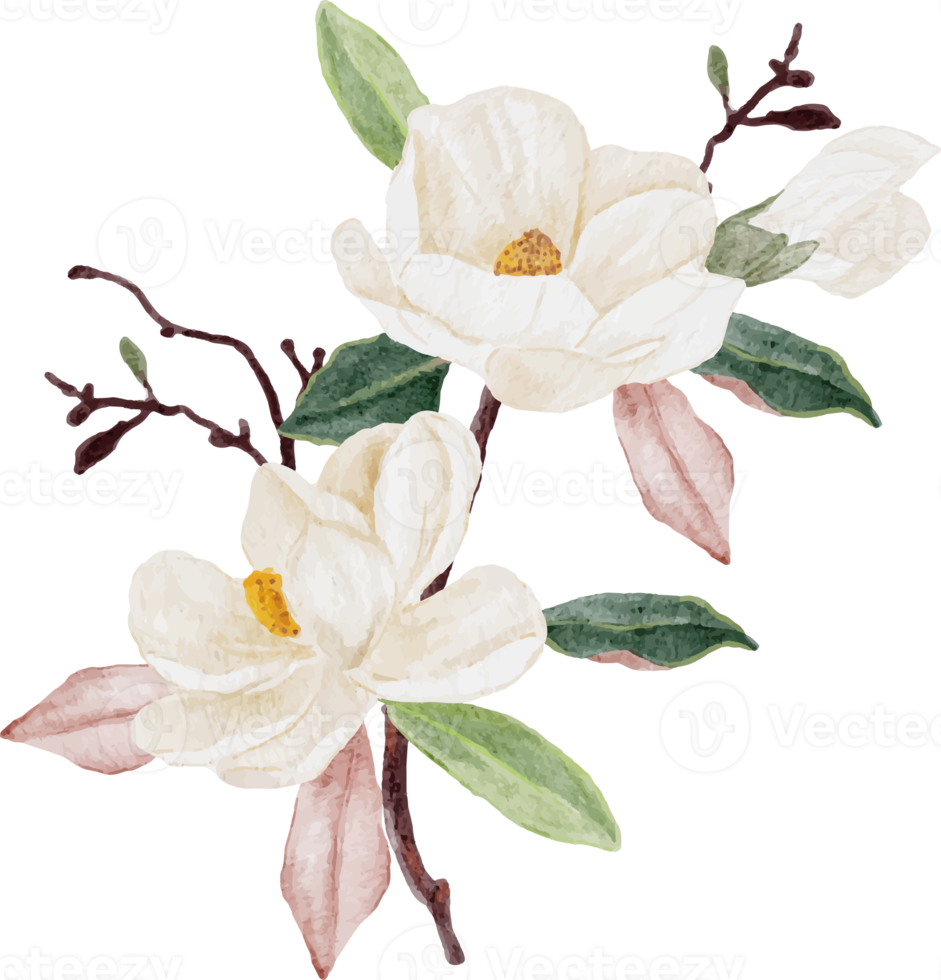 watercolor white magnolia flower and leaf bouquet clipart png